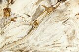 Polished Petrified Wood (Bald Cypress?) Slab - Washington #382189-1